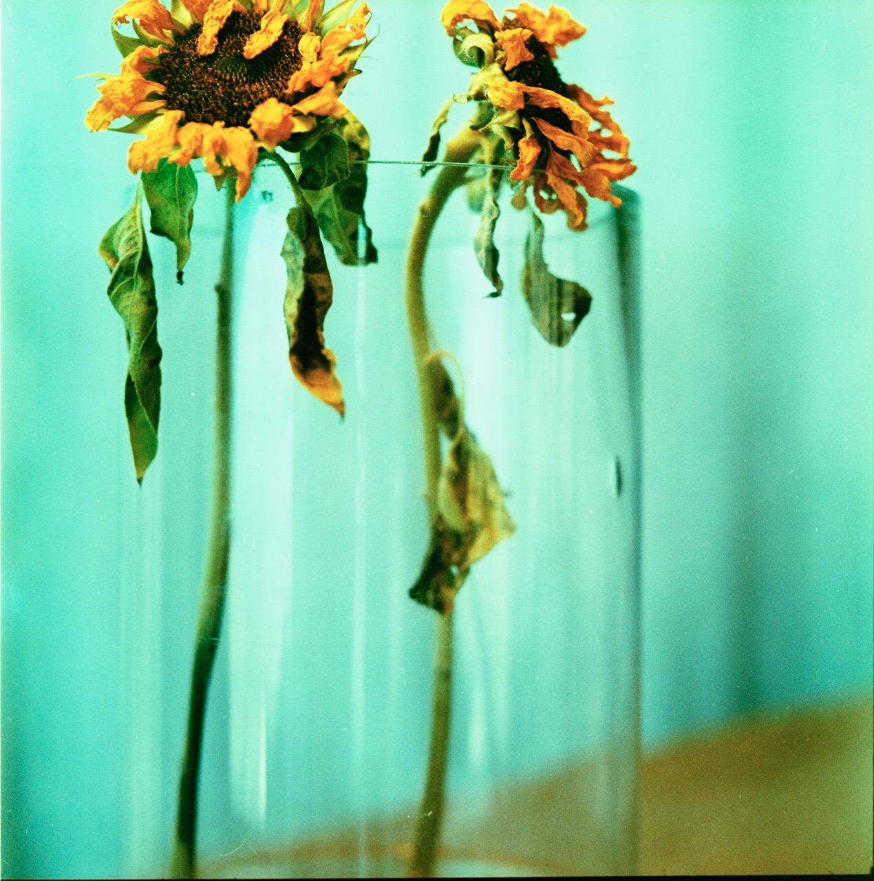 Ziad Antar, <i>Sunflower</i>, 2022. Photograph printed on canvas, 78 3/4 x 78 3/4 in (200 x 200 cm)